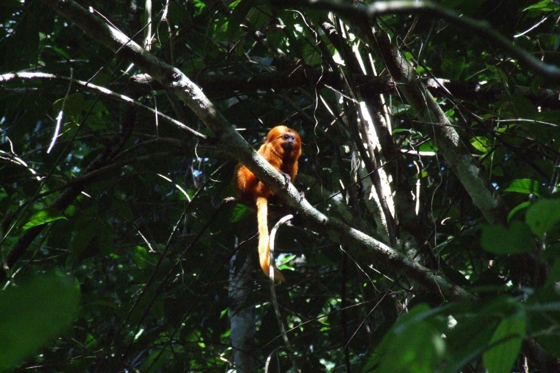 Reserva Biológica União se consolida como refúgio da Mata Atlântica em Rio das Ostras