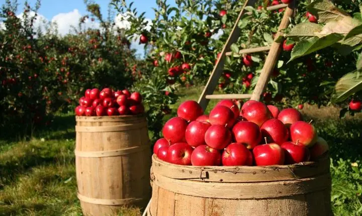 Embrapa capacitará técnicos de países africanos em produção agrícola