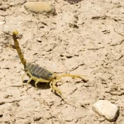 Com chegada do verão, Secretaria de Saúde de SP emite alerta para acidentes com escorpião