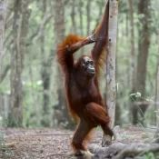 De gorilas a lagartos, veja as 40 fotos mais cômicas da vida selvagem