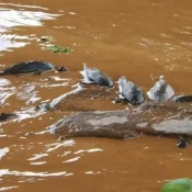 Peixes mortos são vistos em pontos da represa Billings na cidade de São Paulo