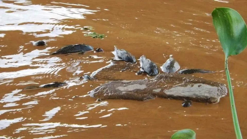 Peixes mortos são vistos em pontos da represa Billings na cidade de São Paulo