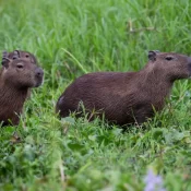 Promotoria mira demolição de mansões no Pantanal em Mato Grosso