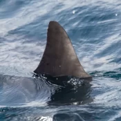 Adolescente de 13 anos morre após ser mordido por tubarão em praia de Olinda, no Pernambuco