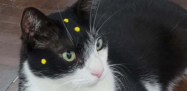 A gata Carminha vive as personagens Liza e Elis