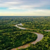 Alemanha anuncia 1 bilhão de euros para Fundo de Florestas idealizado pelo Brasil