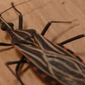 Ananindeua, no Pará, tem surto de casos da doença de Chagas