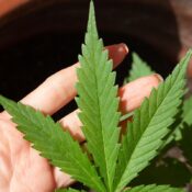 Anvisa discute nesta quarta regras para a produção de cannabis no país