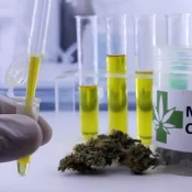 Aval da Anvisa ao cultivo da Cannabis é marco contra a repressão a pacientes, dizem associações