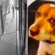 Cachorro comunitário é morto com dez tiros em São Paulo, em mais um caso contra animais no País