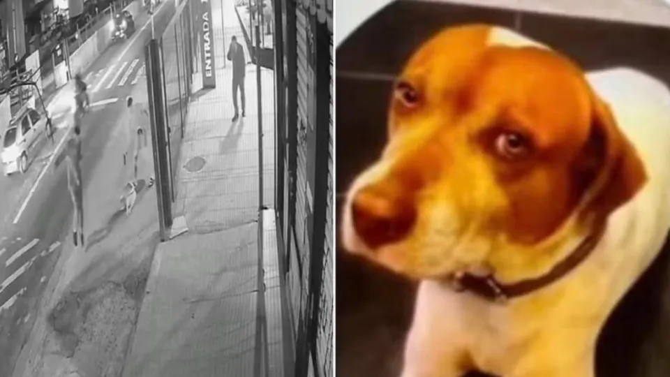 Cachorro comunitário é morto com dez tiros em São Paulo, em mais um caso contra animais no País