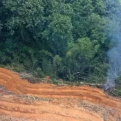 Desmatamento cai 9% na amazônia e no cerrado em 2025