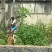 Homem morre após invadir espaço de leoa e ser atacado por animal em parque de João Pessoa