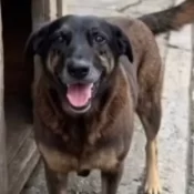 Justiça ordena que redes excluam informações sobre adolescentes suspeitos de matar cão Orelha