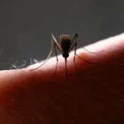 Mosquitos da mata atlântica preferem sangue humano, diz estudo