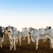 Pará adia para 2030 obrigação de rastrear gado com 'brinco' em cada animal