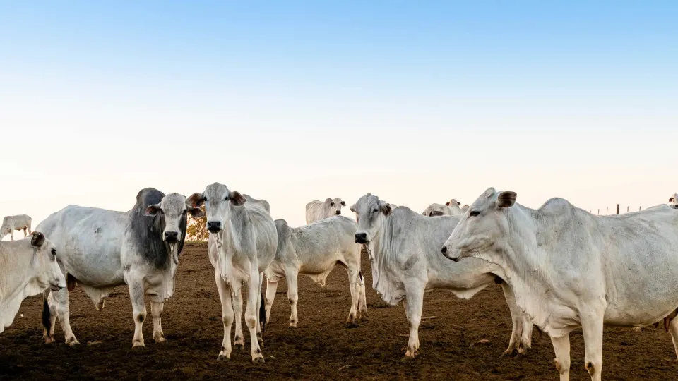 Pará adia para 2030 obrigação de rastrear gado com 'brinco' em cada animal