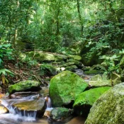 SOS Mata Atlântica mobiliza setor privado para conservação do bioma