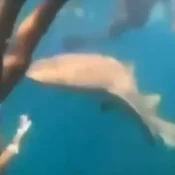 Surfista é mordida por tubarão durante mergulho em Fernando de Noronha