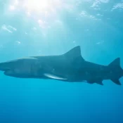 Tubarão-cabeça-chata de mais de 3 metros foi responsável por ataque a adolescente em Olinda (PE)
