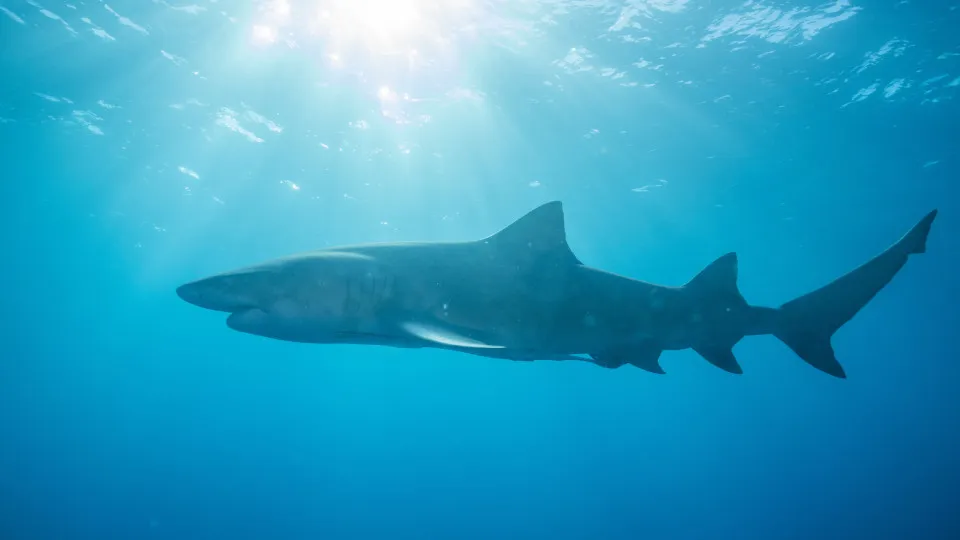Tubarão-cabeça-chata de mais de 3 metros foi responsável por ataque a adolescente em Olinda (PE)