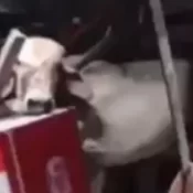 Vaca cai do telhado em bar no Ceará e deixa funcionária ferida