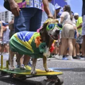 Animais de estimação com fantasias de Carnaval