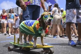 Animais de estimação com fantasias de Carnaval