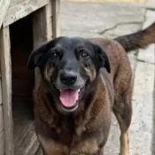 Cão Orelha: Autópsia não diz causa da morte, mas não descarta violência