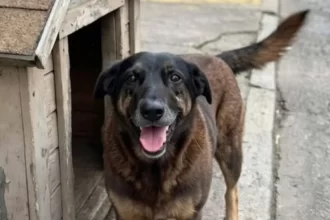 Cão Orelha: Autópsia não diz causa da morte, mas não descarta violência