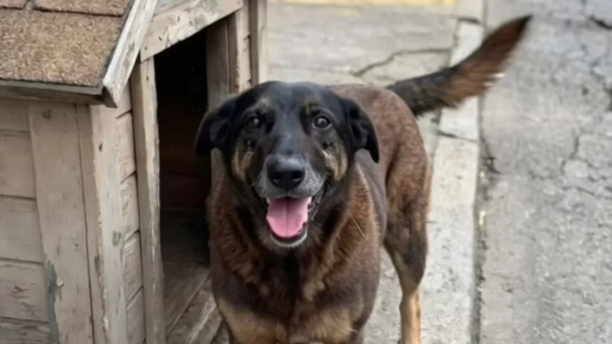 Cão Orelha: Autópsia não diz causa da morte, mas não descarta violência