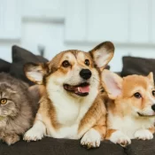 Estatuto dos Cães e Gatos prevê penas para quem maltratar animais