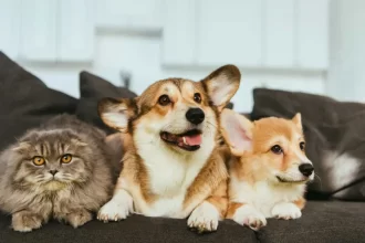 Estatuto dos Cães e Gatos prevê penas para quem maltratar animais