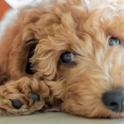 Homem é preso após jogar cachorro de rua em córrego em Pato Branco (PR)