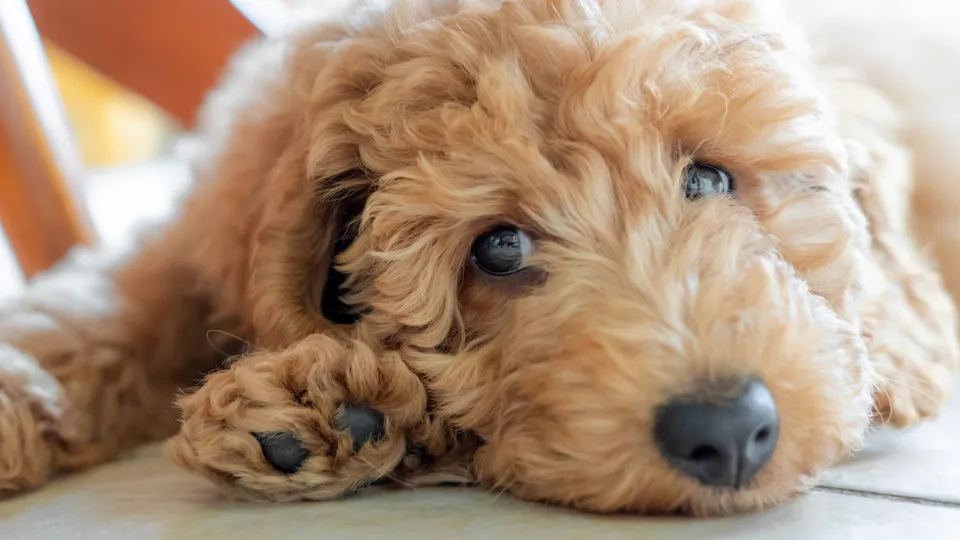 Homem é preso após jogar cachorro de rua em córrego em Pato Branco (PR)