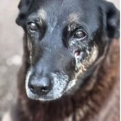 Hospital veterinário municipal passa a funcionar 24 horas em São Paulo