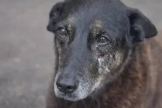 Laudo mostra que cão Orelha não sofreu fraturas causadas por ação humana