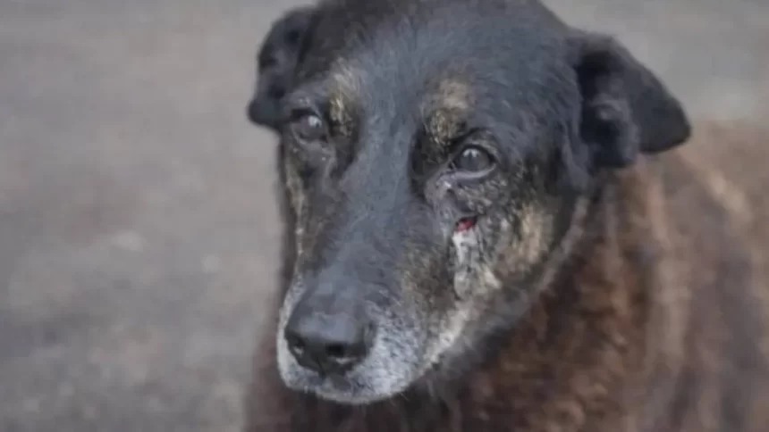 Laudo mostra que cão Orelha não sofreu fraturas causadas por ação humana