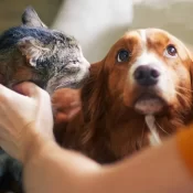 Senado aprova política de proteção a animais resgatados em desastres