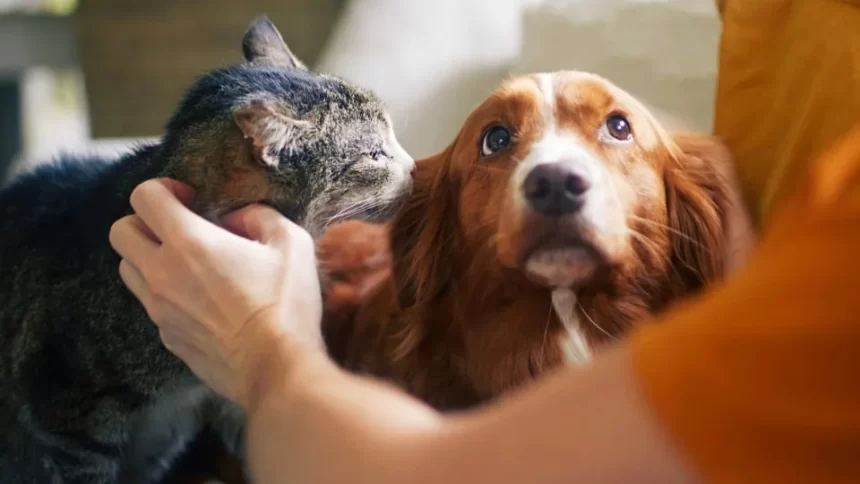 Senado aprova política de proteção a animais resgatados em desastres