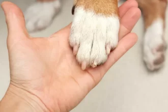 Cadela é resgatada após passar três dias presa em carro em Copacabana