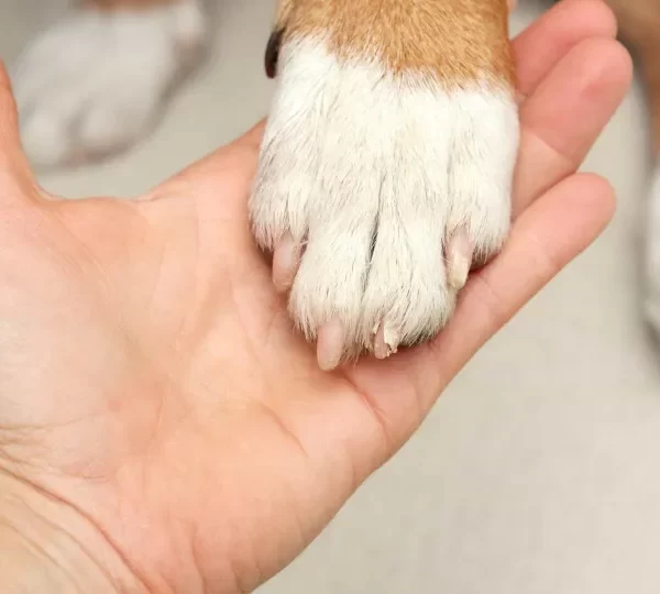 Cadela é resgatada após passar três dias presa em carro em Copacabana