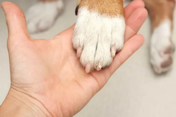 Cadela é resgatada após passar três dias presa em carro em Copacabana