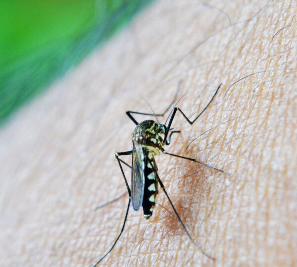 Chikungunya: entenda doença que preocupa Mato Grosso do Sul