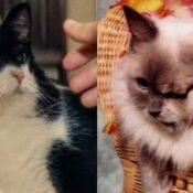 Gata com dois rostos retratada em