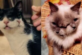 Gata com dois rostos retratada em