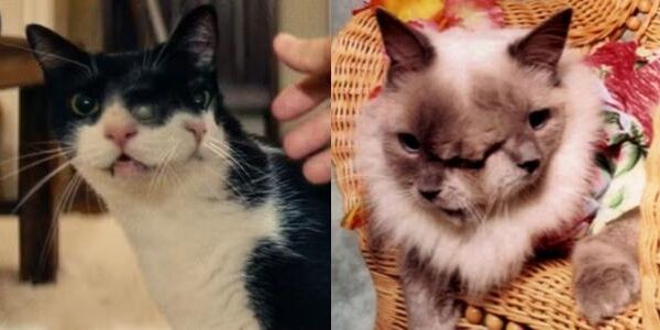 Gata com dois rostos retratada em