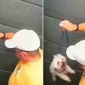 Guarda aposentado agride cãozinho dentro do elevador em SP; vídeo