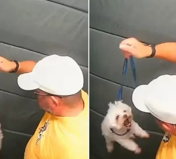 Guarda aposentado agride cãozinho dentro do elevador em SP; vídeo