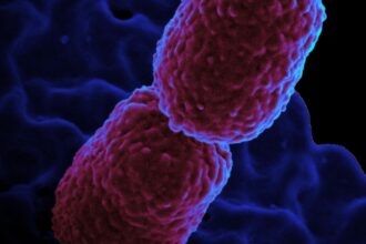 Hospital em Campinas restringe atendimento para conter superbactéria